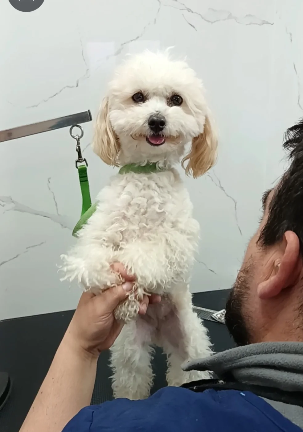 Perro pequeño recibiendo atención de peluquería