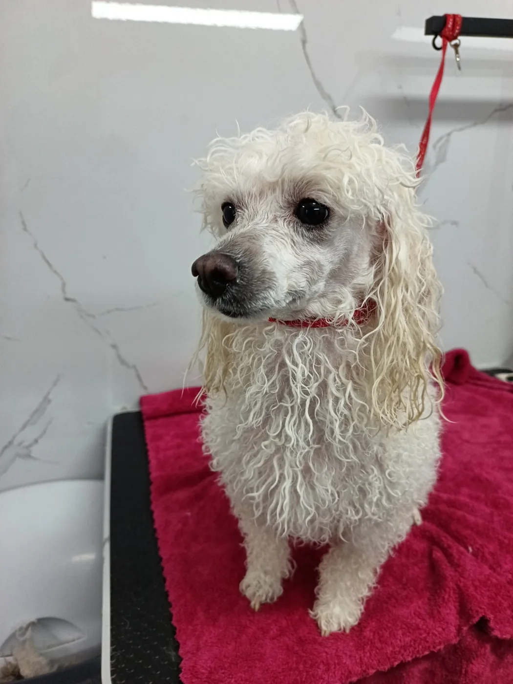 Perro de manto blanco después de su atención en Pituquitos Pet