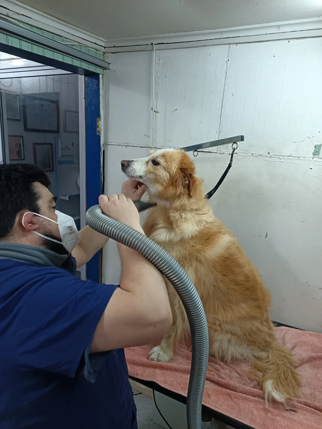 Secado cuidadoso de perro grande en peluquería