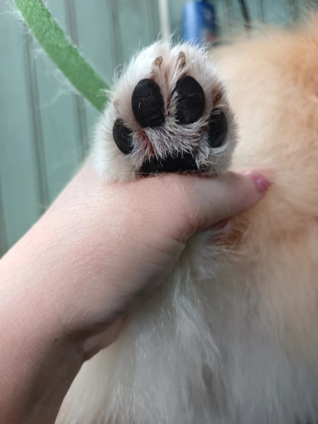 Detalle real de almohadillas de una pata canina