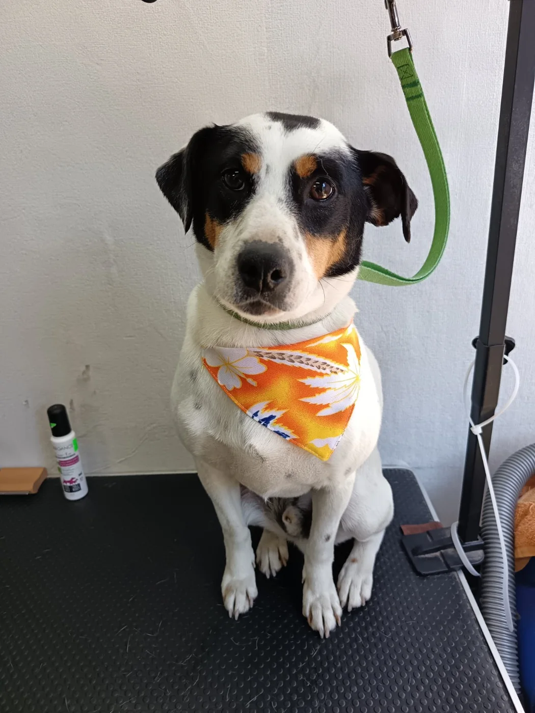 Perro tricolor con resultado real de peluquería
