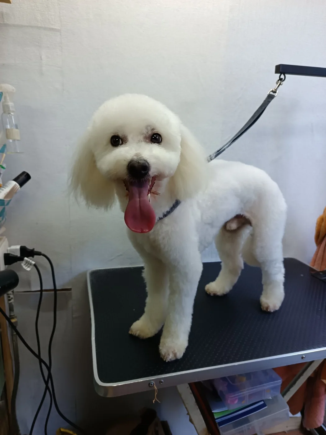 Perro blanco con peluquería terminada